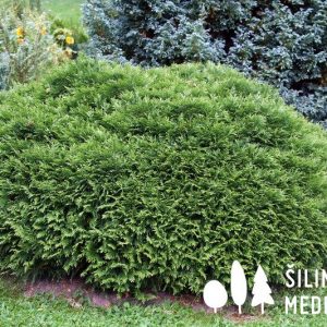 Vakarinė tuja ‘Umbraculifera'