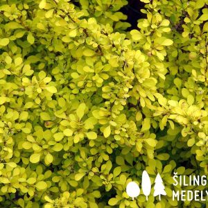 Tunbergo raugerškis ‘Aurea’