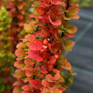 Tunbergo raugerškis ‘Erecta'