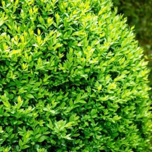 Paprastasis buksmedis