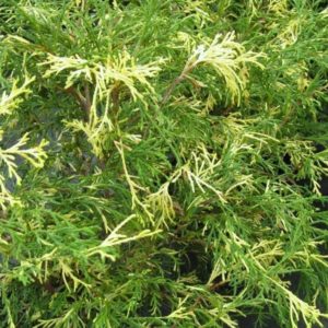 Žirniavaisis puskiparisis ‘Filifera Aureovariegata’