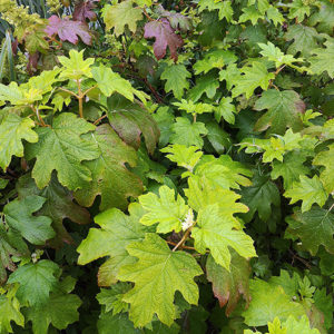 Ąžuolalapė hortenzija