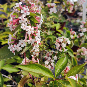 Kvapusis vytmenys (Abelija)