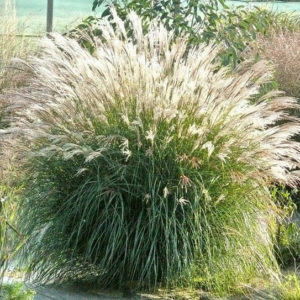 Kininis miskantas 'Adagio'