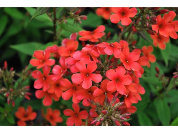 Šluotelinis flioksas 'Early Red'