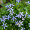 Lyguolė (Isotoma) 'Dark Blue'