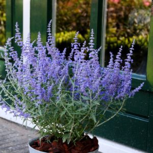 Mėlesas 'Lacey Blue'