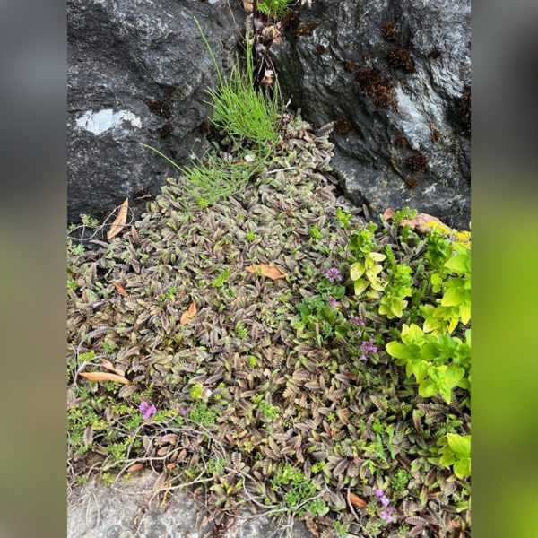 Leptinella 'Platt's Black' - Image 3