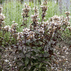 Penstemonas 'Husker Red'