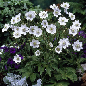 Plukė (Anemone leveillei)