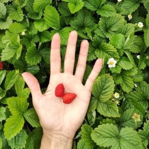 Žemuogė 'Improved Ruegen' (remontantinė)