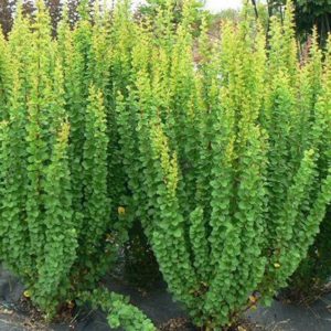 Tunbergo raugerškis ‘Erecta'