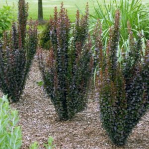 Tunbergo raugerškis ‘Hellmond Pillar'