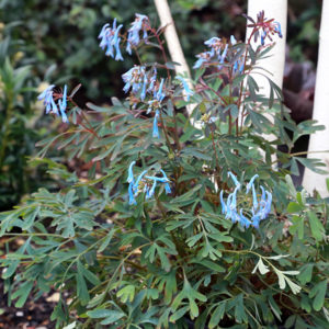 Rūtenis 'Porcelain Blue'