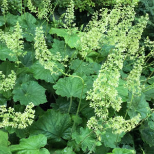 Vilnotoji alūnė (Heuchera villosa var. macrorrhiza)