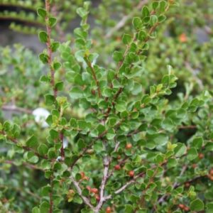 Purpurinis kaulenis 'Tangstedt'