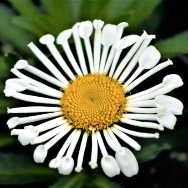 Baltagalvė 'Sweet Daisy Sophie'