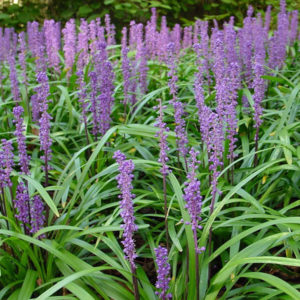 Žydrinė laibūnė 'Royal Purple'
