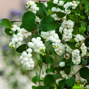 Baltauogė meškytė 'White Hedge'