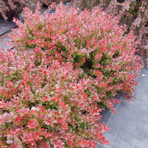 Tunbergo raugerškis ‘Atropurpurea Nana'