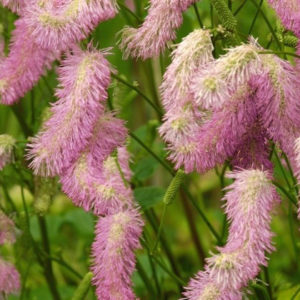 Vaistinė kraujalakė 'Pink Brushes'