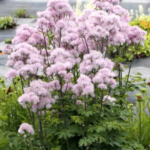 Sinavadlapis vingiris 'Nimbus Pink'