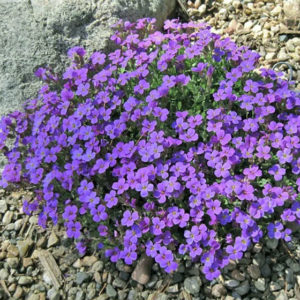 Aubretė 'Audrey Blue Shades'