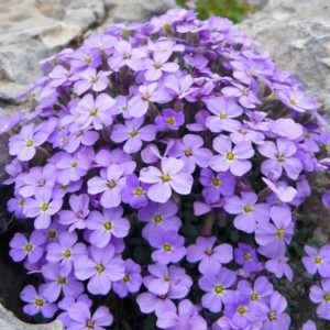 Aubretė 'Audrey Sky Blue'