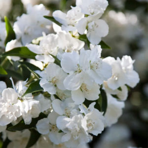 Jazminas 'Dame Blanche'