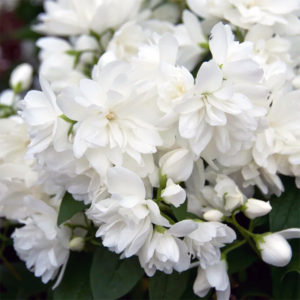 Jazminas 'Snowbelle'
