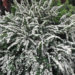 Niponinė lanksva 'Snowmound'