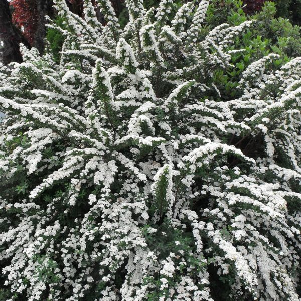 Niponinė lanksva 'Snowmound'