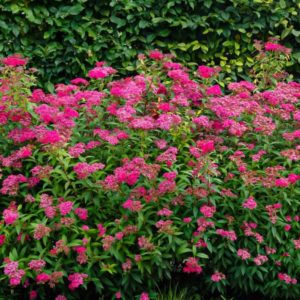 Japoninė lanksva ‘Anthony Waterer'