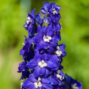 Pentinius 'Pacific Blue Bird'