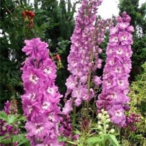 Pentinius 'Pacific Astolat'