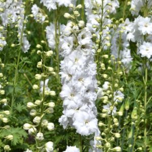 Pentinius 'Pacific Galahad'