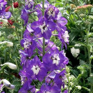Pentinius 'Pacific King Arthur'