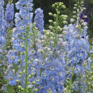 Pentinius 'Pacific Summer Skies'
