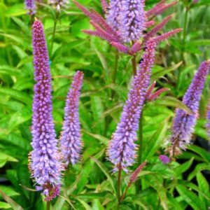 Veronikūnas 'Red Arrows'