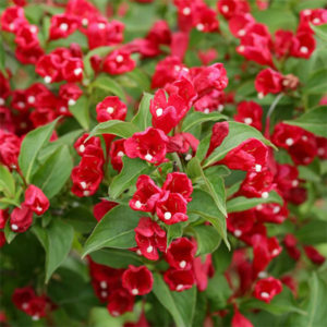Veigėlė 'Red Prince'
