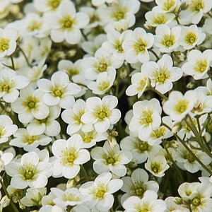 Arendso uolaskėlė 'Alpino Early Lime'