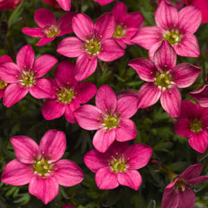 Arendso uolaskėlė 'Alpino Early Rose'