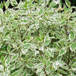 Baltoji sedula ‘Elegantissima'