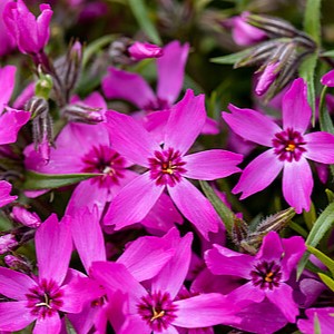 Ylalapis flioksas 'Crimson Beauty'