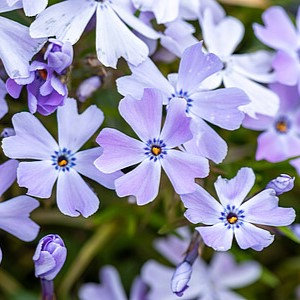 Ylalapis flioksas 'Emerald Cushion Blue'