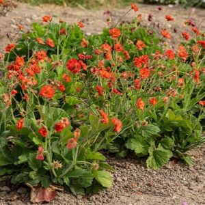 Žiognagė 'Tempest Scarlet'
