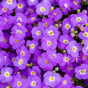 Aubretė 'Rock on Blue'
