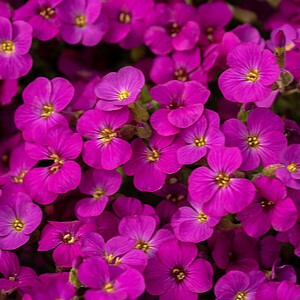 Aubretė 'Rock on Pink'
