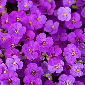 Aubretė 'Rock on Purple'