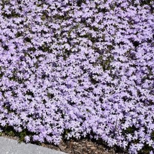 Ylalapis flioksas 'Spring Lavender'